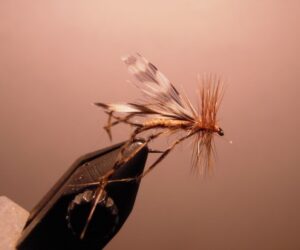 Coulee Cranefly