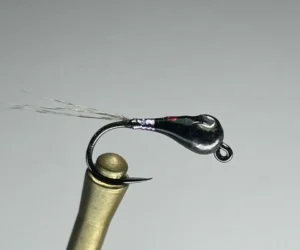 Red Eyed Perdigon