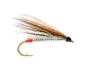 Black Nosed Dace