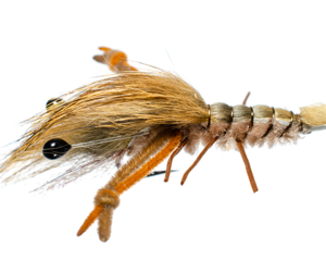 Crayfish